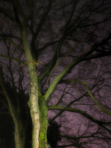 istock Trees at night, Edinburgh, Scotland, UK 2178790570