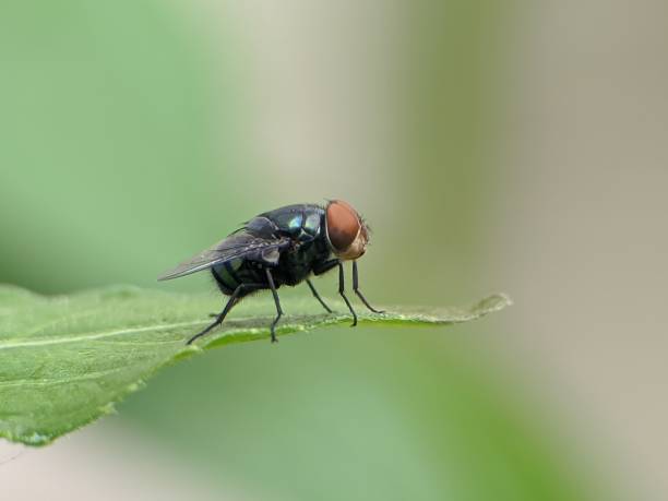 istock Green flies on leaves with blur background 2178791034