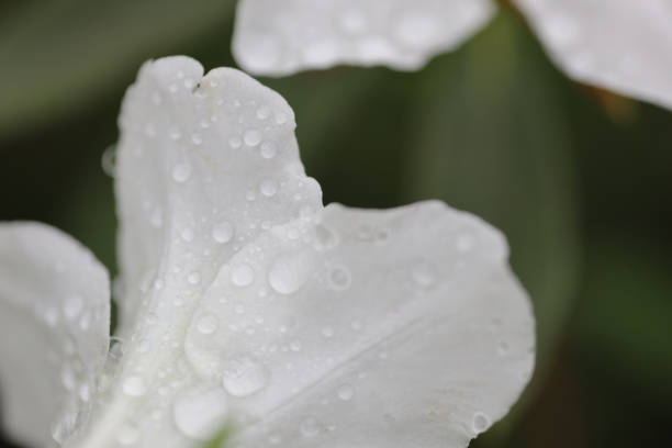 A beautiful rhododendron flower in the spring garden.