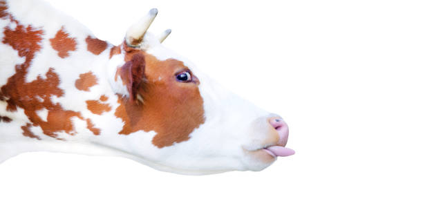 A Hinterwald cow standing in a field in Garmisch-Partenkirchen, Germany. It has its tongue sticking out, trying to lick the camera curiously.