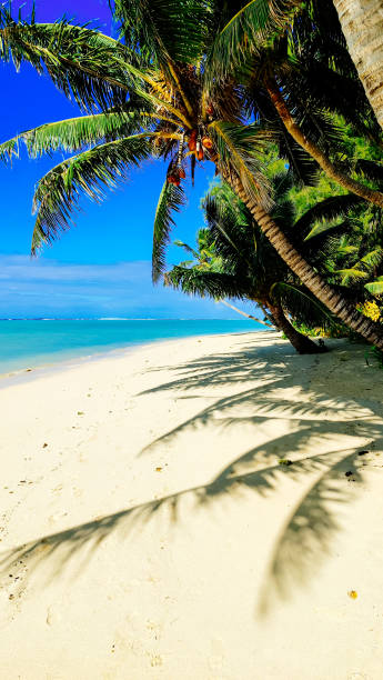 istock Palm trees sway above pristine white sand and turquoise water, casting long shadows across the idyllic Cook Islands beach paradise. A perfect escape to tranquility and relaxation. 2178797443