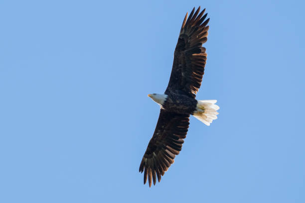 A Majestic Eagle Soaring Gracefully Against a Clear, Beautiful Blue Sky High Above