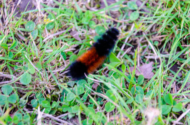 banded woollybear
Pyrrharctia isabella