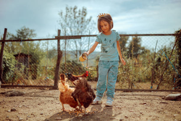 istock Little Girl Feeding Cornmeal to Free range Chickens 2178804434