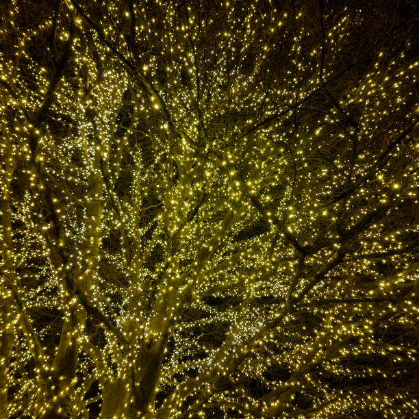 Christmas tree with yellow lights. Evening or night shoot. General contest