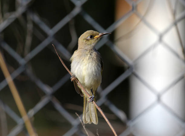Brown Honeyeater bird sitting on a thin branch in front of a chain link fence