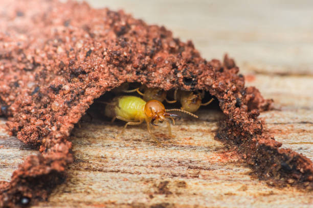istock Termites are leaving nest on wood plank. 2178807585