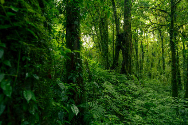 istock Green tree forest. Carbon credit concept. Natural carbon sink fight climate change. Sustainability in carbon-neutral ecosystems. Green and sustainable environment. Natural carbon capture solution. 2178808380