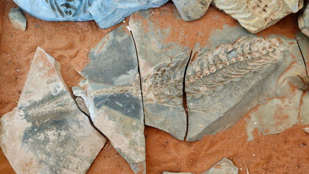 istock Ancient Fossils Embedded in Namib Desert Rock 2178808992
