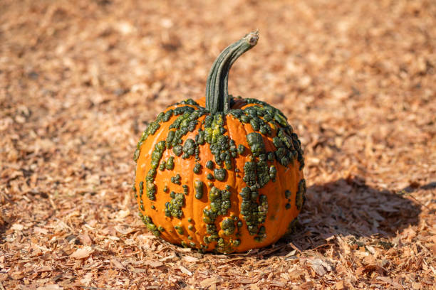 istock Warty Green Pumpkin 2178810283