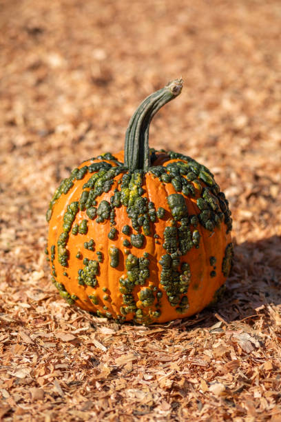istock Warty Green Pumpkin 2 2178810290