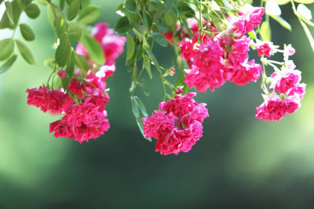The red rose is still eye -catching in the rose garden. Shooting a gorgeous red rose with a close -up