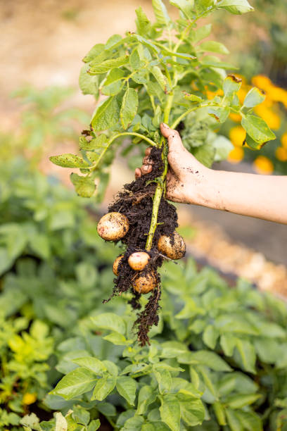 istock Freshly Harvested Organic Potatoes 2178811839
