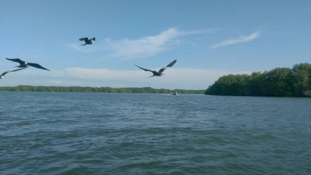 istock Seagulls over the sea 2178812067