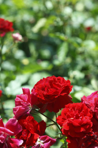 The red rose is still eye -catching in the rose garden. Shooting a gorgeous red rose with a close -up