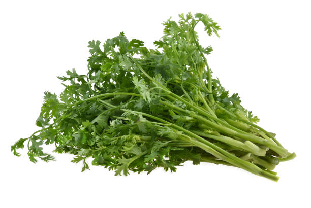 istock fresh parsley isolated on white background. 2178812848