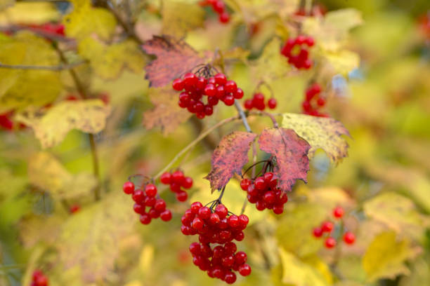 istock red berries in autumn 2178813715