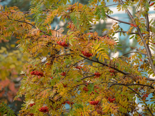 istock Rowan branches with berries in autumn 2178813779