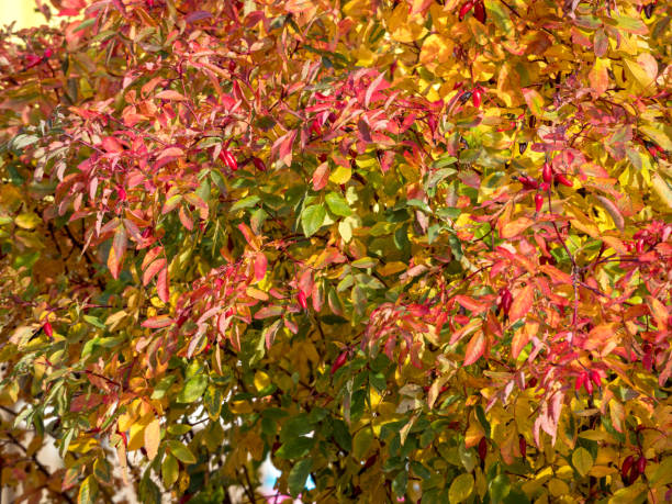 istock red and green foliage 2178813801