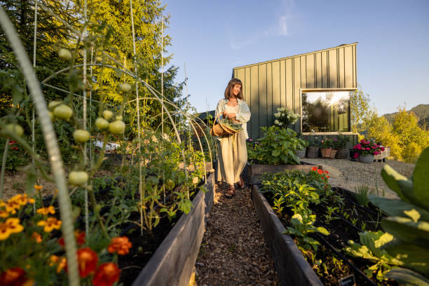 istock Woman Inspecting Green Tomatoes 2178813826