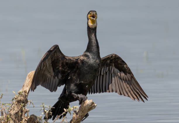 istock Great Cormorant (Phalacrocorax carbo) in natural habitat 2178814370