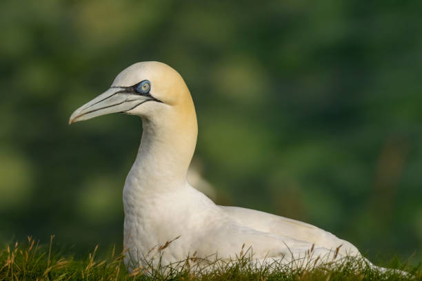 istock Northern Gannet on breeding rocks of Bempton cliffs, UK 2178814692