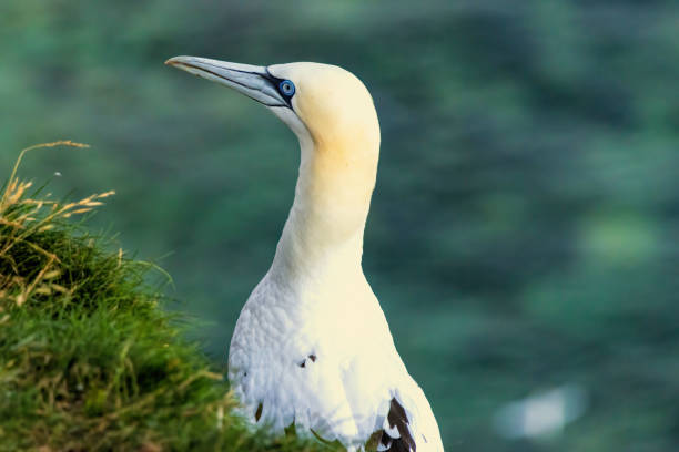 istock Northern Gannet on breeding rocks of Bempton cliffs, UK 2178814966