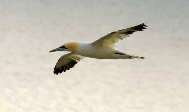 istock Northern Gannet on breeding rocks of Bempton cliffs, UK 2178814976