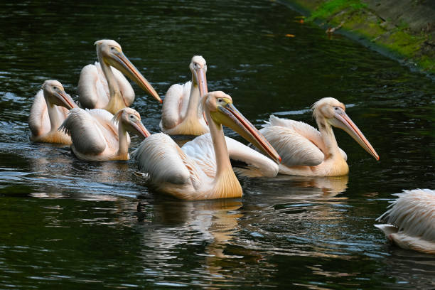 istock Group of Pelicans Gracefully Swimming in Tranquil Waters 2178815152