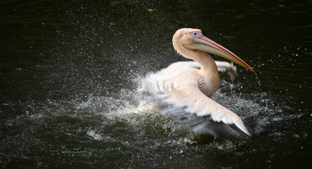 istock Graceful pelican in mid-splash on a serene water surface showing dynamic movement and natural beauty 2178815153