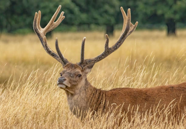 istock Red deer (Cervus elaphus) in Richmond park, London, UK 2178815180