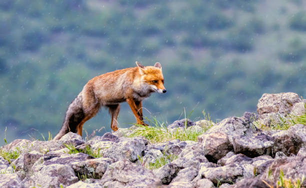 istock Red fox portrait photography 2178815230
