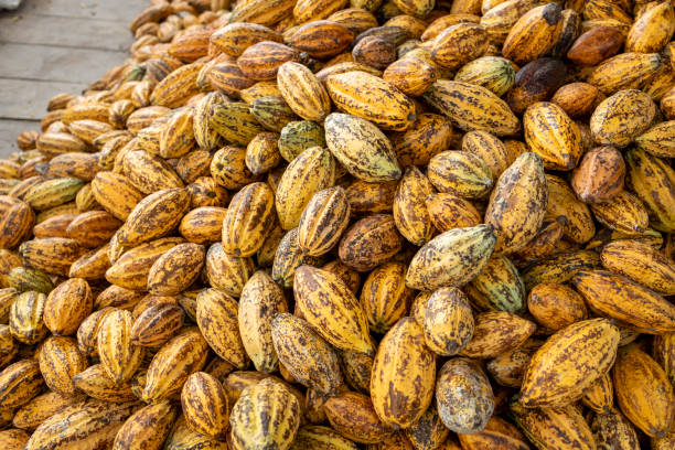 istock Cocoa beans and cocoa pod on a wooden surface. 2178815660