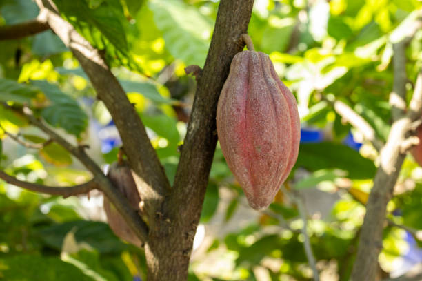 istock Cacao Tree (Theobroma cacao). Organic cocoa fruit pods in nature. 2178815665