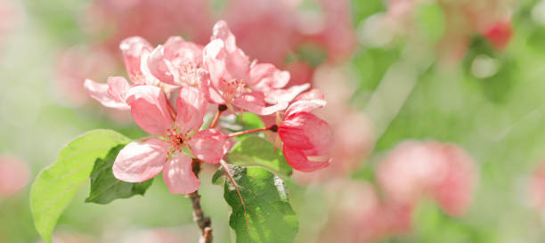 istock Pink apple tree flowers at sunlight, spring blooming red blooms on blurred bokeh background, wide banner with copy space. Beauty nature scenery in garden, delicate petals of blooms outdoor 2178815867