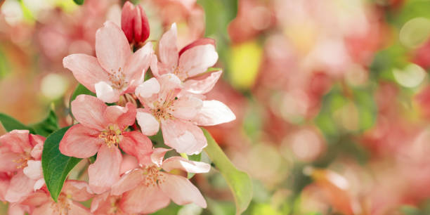 istock Beautiful apple tree branch at sunlight, spring blooming pink red flowers on blurred background, wide banner with copy space. Aesthetic nature scenic photo, close up fresh blooms at daylight 2178815870