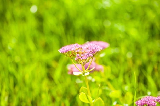 In summer, Sedum spectabile is in full bloom