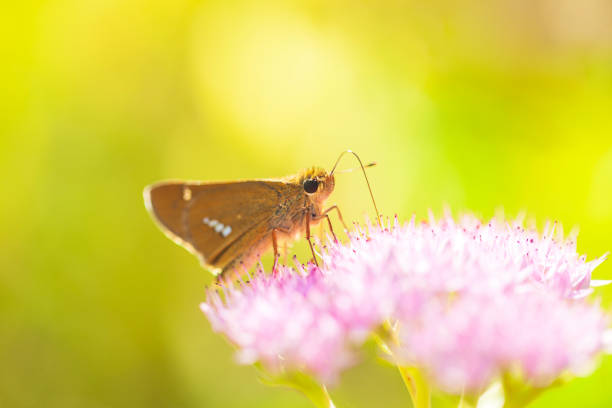 Parnara guttata Bremeret Grey, Rice skipper butterfly, A butterfly is on the flower
