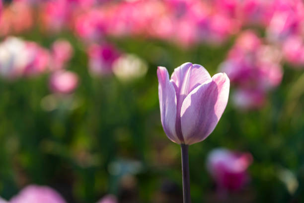 Beautiful tulips are in full bloom, Tulips of all colors are in the fields