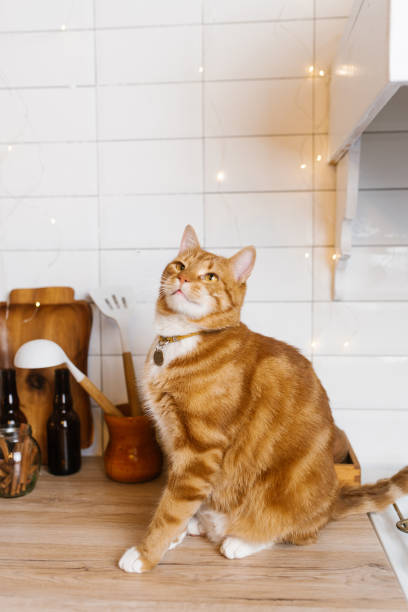 istock Red cat is sitting on a wooden counter in a kitchen 2178819320