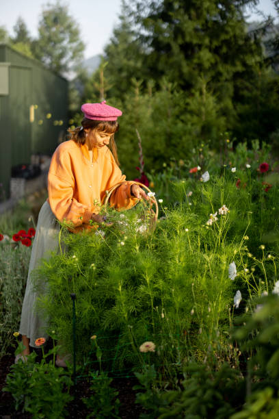 istock Morning Harvest in the Garden 2178819614