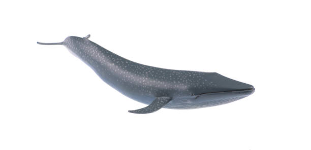 istock rubber whale isolated on white background 2178820881