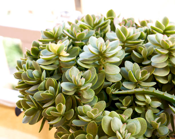 istock Close-up of Kalanchoe 2178820927