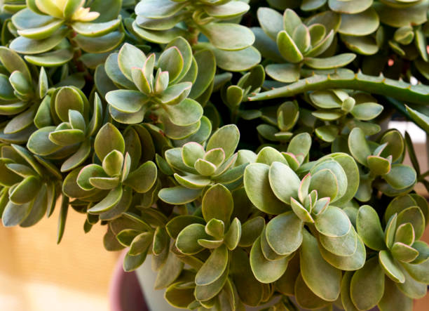 istock Close-up of Kalanchoe 2178820929