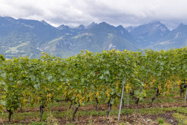 istock Vineyard with Grape Vines and Majestic Mountain Backdrop 2178821939