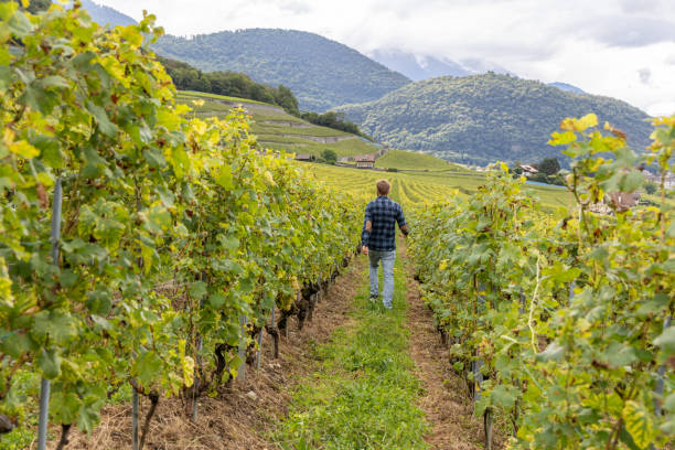 istock Man Walking Through a Vineyard Among Grape Vines 2178822400