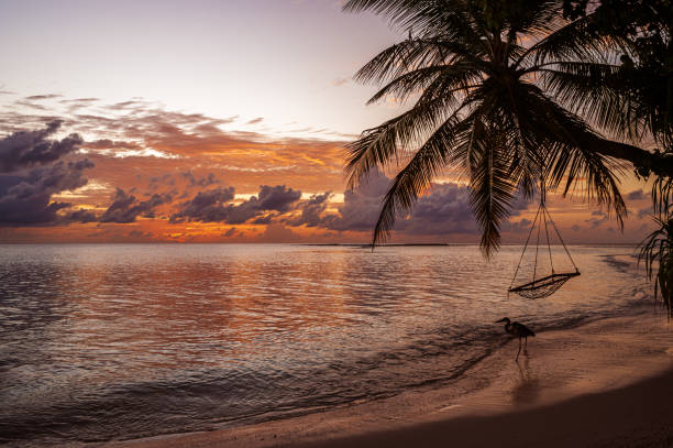 istock Maldivian tropical paradise beach during the sunset 2178822643