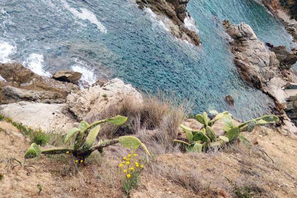 Prickly pear cacti thrive on a rugged coastal cliff above turquoise waters, surrounded by blooming wildflowers. the scene highlights the natural beauty and contrast between the arid plants and dynamic, rocky shoreline.