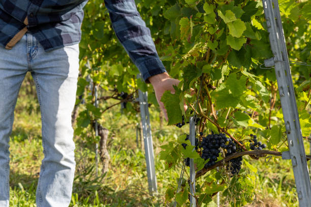 istock Man Inspecting Green Grapes in a Vineyard 2178823946