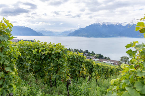 Close-up of vineyard vines with a lake and mountains in the background, under a cloudy sky.